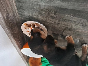 Vand teckel cu bichon de o luna - imagine 4