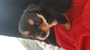 Vand teckel cu bichon de o luna - imagine 5