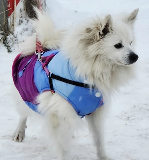 Pomeranian femela