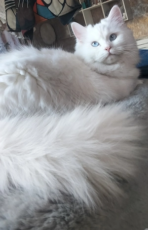 Angora turceasca , fetiță  - imagine 2