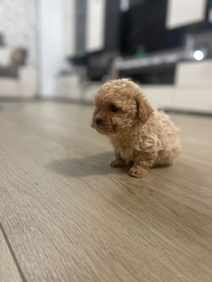 Maltipoo(pudel+bichon) - imagine 3