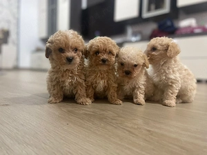 Maltipoo(pudel+bichon) - imagine 2