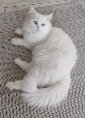 Angora turceasca , fetiță 