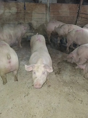 Vând pori 130-150 KG - imagine 5