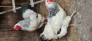 Vând sussex herminat 