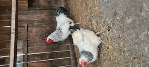 Vând sussex herminat  - imagine 4