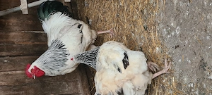 Vând sussex herminat  - imagine 2