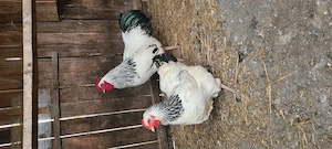 Vând sussex herminat  - imagine 3