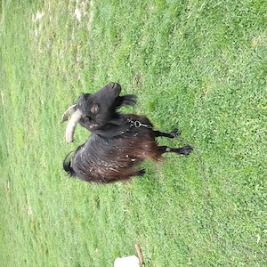 Vînd o capră și o iadă  - imagine 4