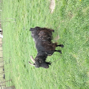 Vînd o capră și o iadă  - imagine 2