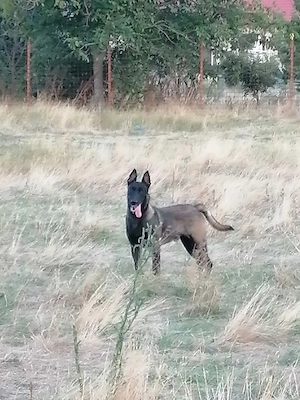 Vînd căței ciobănesc belgian malinois  - imagine 2