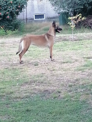 Vînd căței ciobănesc belgian malinois  - imagine 4