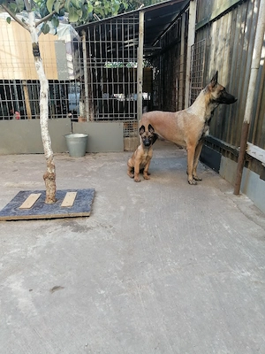 Vînd căței ciobănesc belgian malinois  - imagine 3