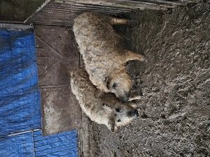 Vand 2 scoafe de mangalita