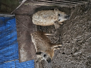 Vand 2 scoafe de mangalita - imagine 2