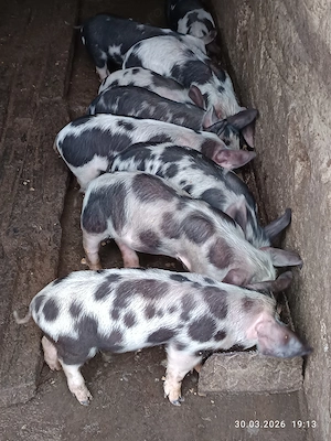 Vînd purcei de țară 