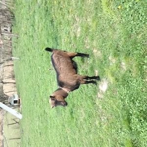 Vînd o capră și o iadă  - imagine 5