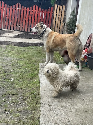 femela alabai  - imagine 2