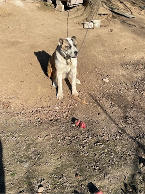 femela alabai  - imagine 4