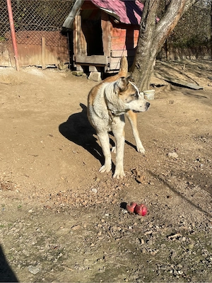 femela alabai  - imagine 3