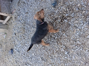 Vând femela de 6,5 ani se da cu garanție, se lasa in probă, mai multe detalii la telefon  - imagine 3