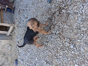 Vând femela de 6,5 ani se da cu garanție, se lasa in probă, mai multe detalii la telefon  - imagine 2