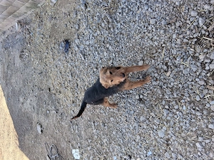 Vând femela de 6,5 ani se da cu garanție, se lasa in probă, mai multe detalii la telefon  - imagine 4