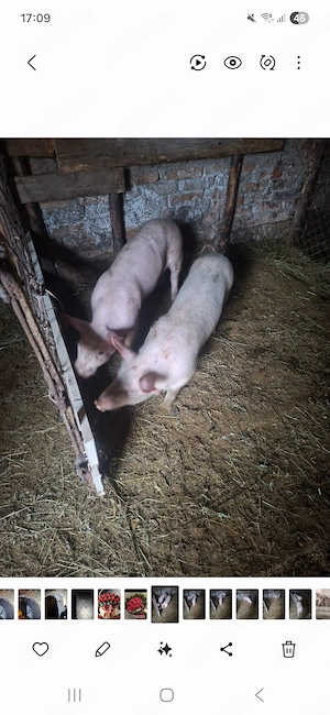 Salut vând 3 grăsunii - imagine 2