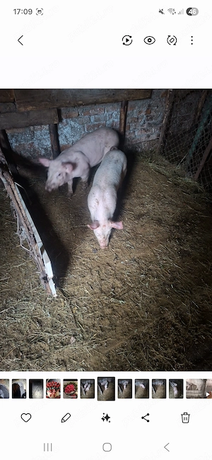 Salut vând 3 grăsunii