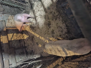 Salut vând 3 grăsunii - imagine 3