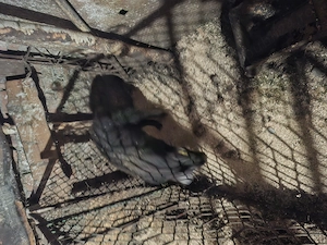 Salut vând 3 grăsunii - imagine 4