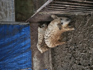 Vand 2 scoafe de mangalita - imagine 3