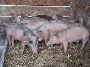 vând soldani, medie  35 kg (masculi castraţi) - imagine 2