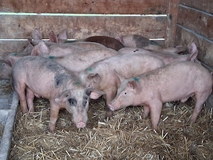 vând soldani, medie  35 kg (masculi castraţi)