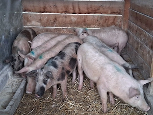 vând soldani 55-60 kg (masculi castraţi)