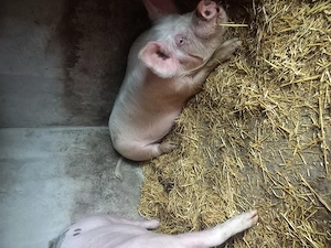 Vând porci sau schimb cu oi sau mieluțe  - imagine 5