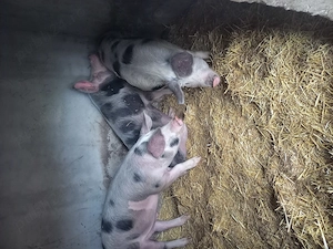 Vând porci sau schimb cu oi sau mieluțe 