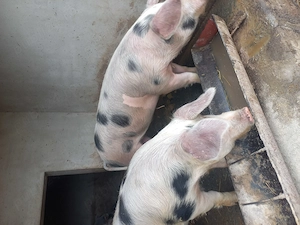 Vând porci sau schimb cu oi sau mieluțe  - imagine 3