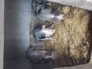 Vând porci sau schimb cu oi sau mieluțe  - imagine 2