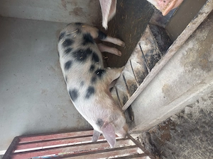 Vând porci sau schimb cu oi sau mieluțe  - imagine 4