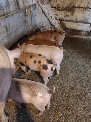 vand purcei  - imagine 5