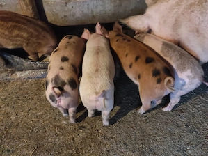 vand purcei  - imagine 3