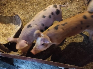 vand purcei  - imagine 2