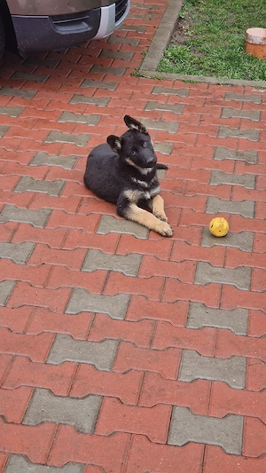 Pui ciobănesc german