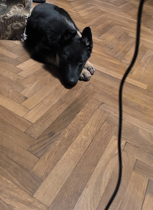 Pui ciobănesc german - imagine 3