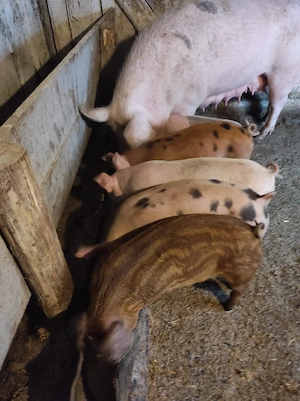 vand purcei  - imagine 4