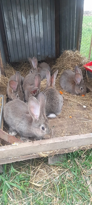 Vând iepurași Uriaș German 