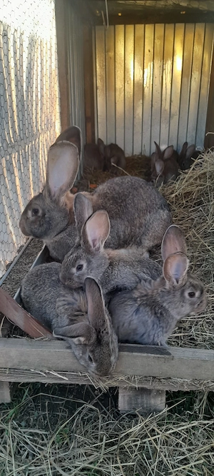 Vând iepurași Uriaș German  - imagine 3