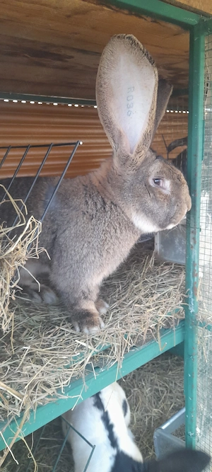 Vând iepurași Uriaș German  - imagine 2