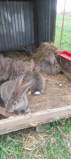 Vând iepurași Uriaș German  - imagine 4